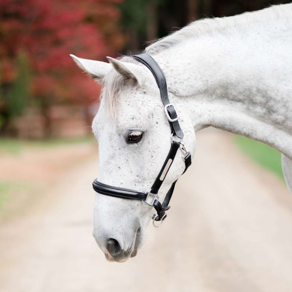 Alize Leather Halter