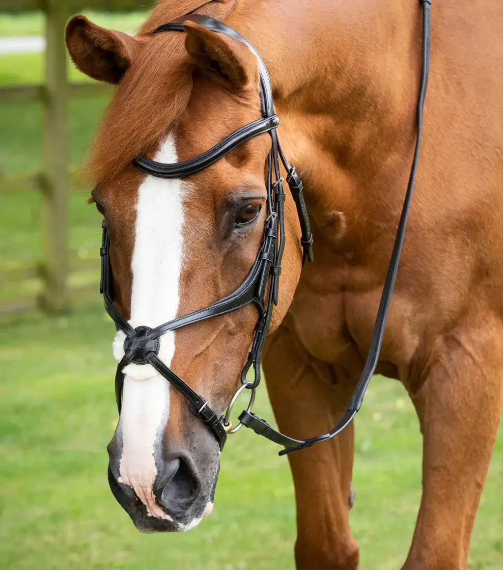 PE Glorioso Grackle Bridle