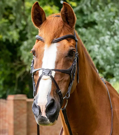 PE Glorioso Grackle Bridle