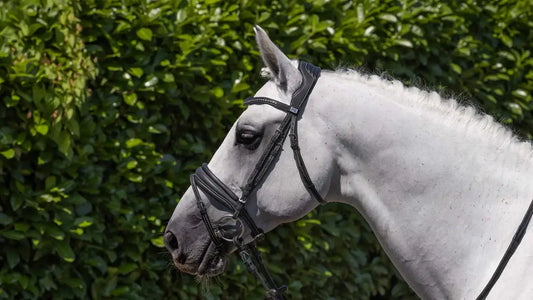 PE Veneto Snaffle Bridle